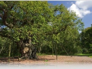 Major Oak - la leggendaria quercia di Robin Hood