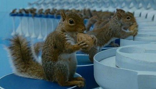 charlie chocolate factory squirrel 1