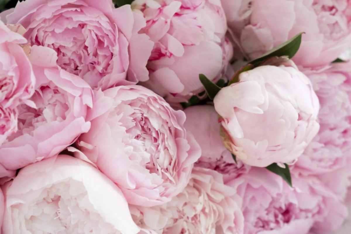 Peonie portafortuna