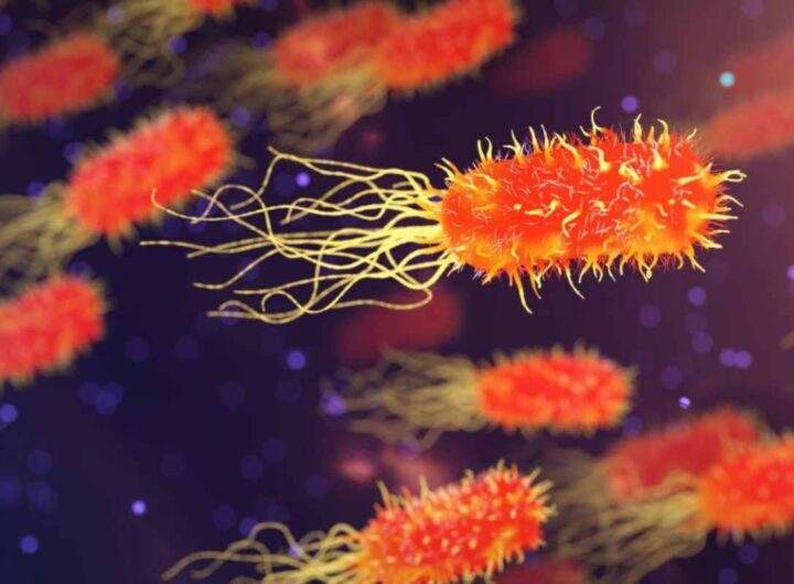 Ricettacolo di batteri