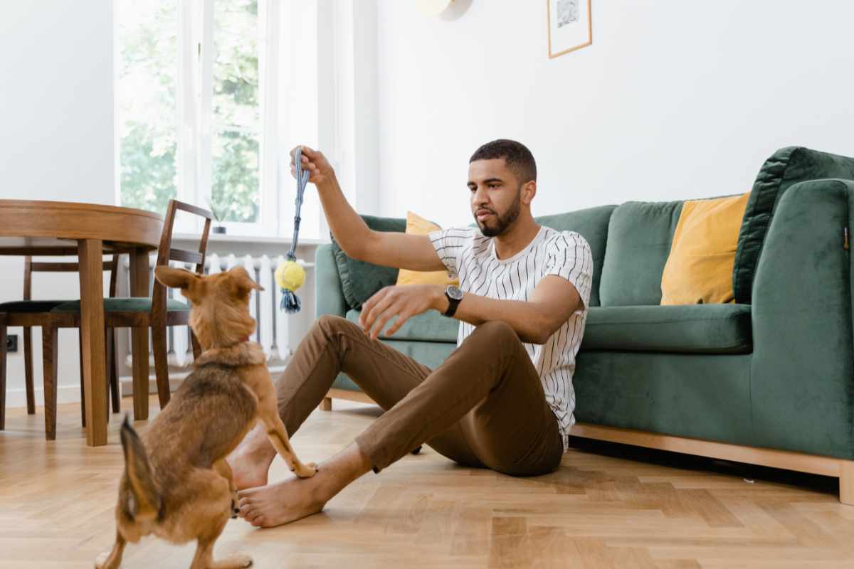 Cane in casa