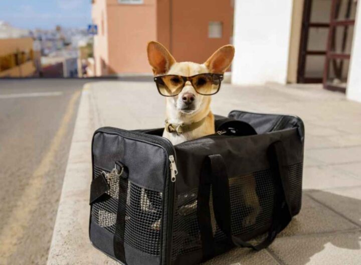 Animali in viaggio