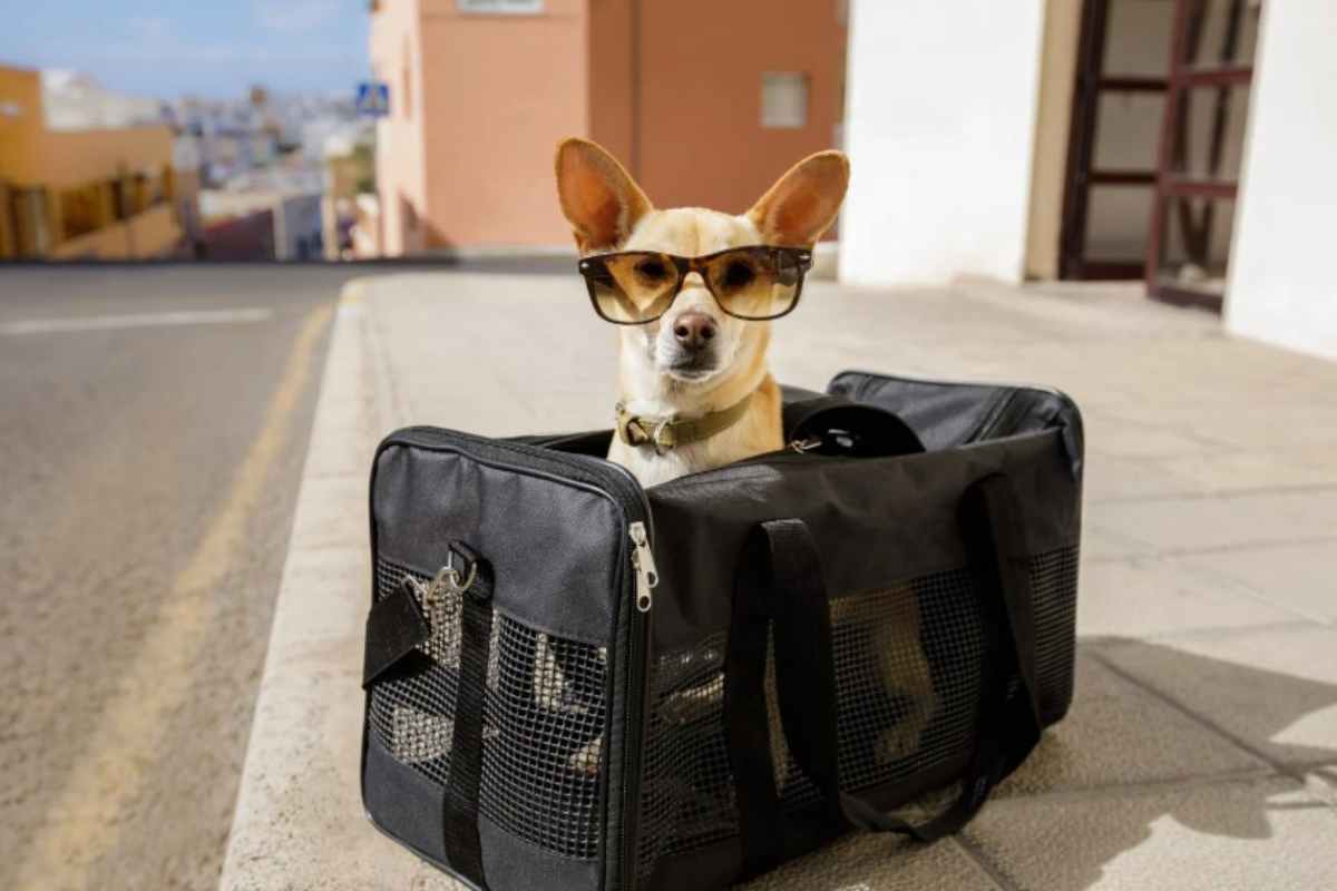 Animali in viaggio