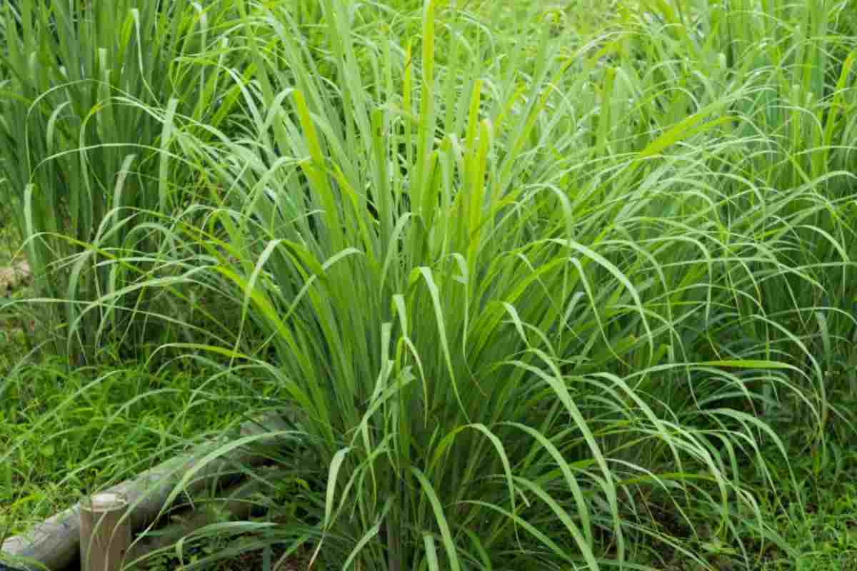 Citronella, addio zanzare