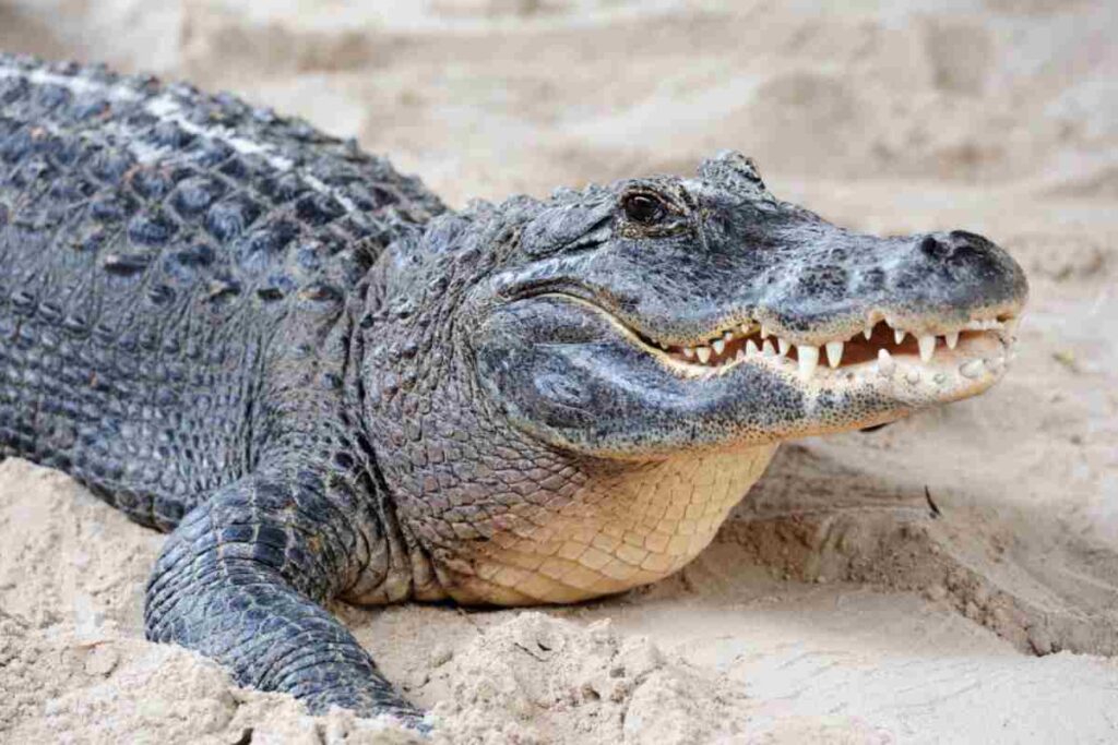 Coccodrillo