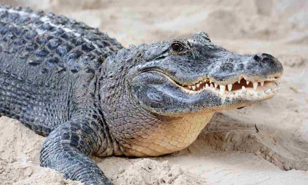 Coccodrillo