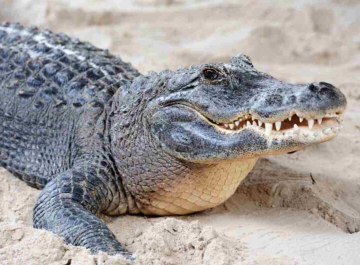 Coccodrillo