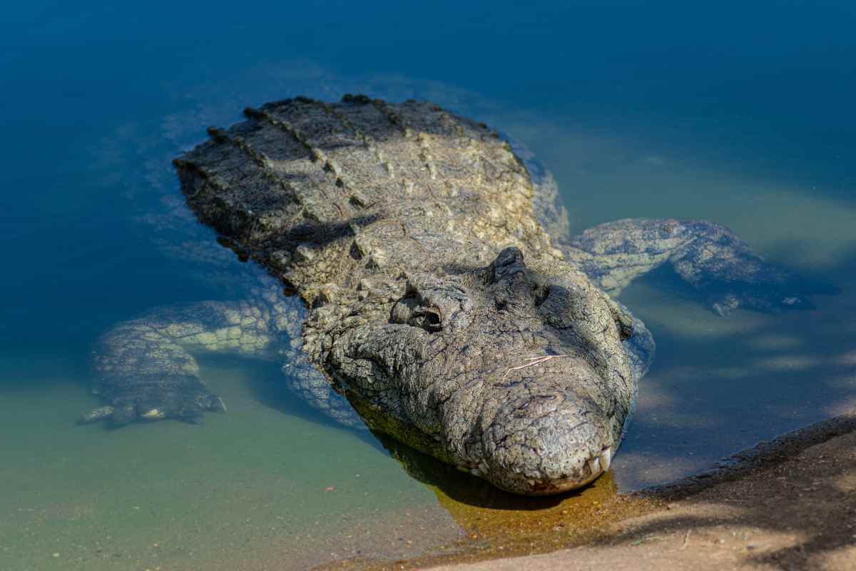Coccodrillo