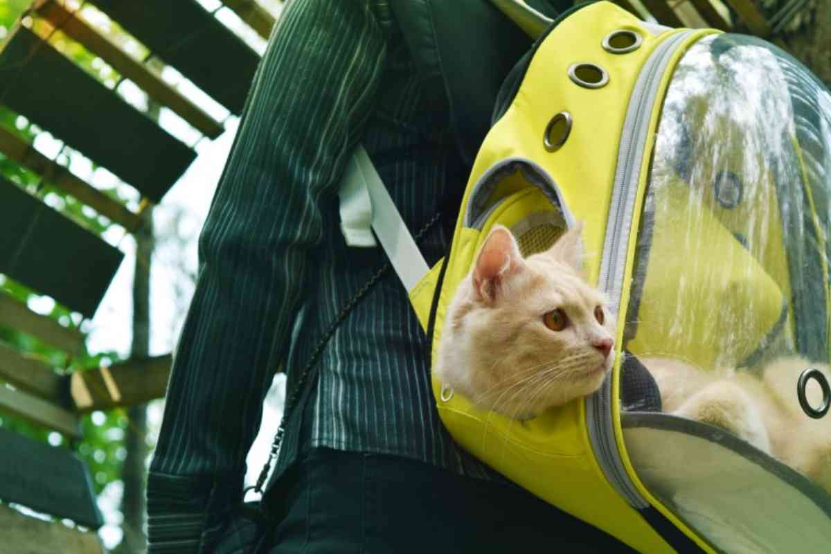 Animali in viaggio
