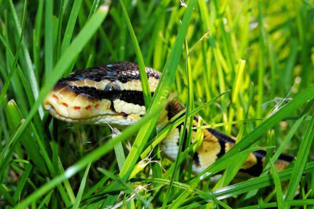 Serpenti