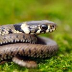 Serpenti