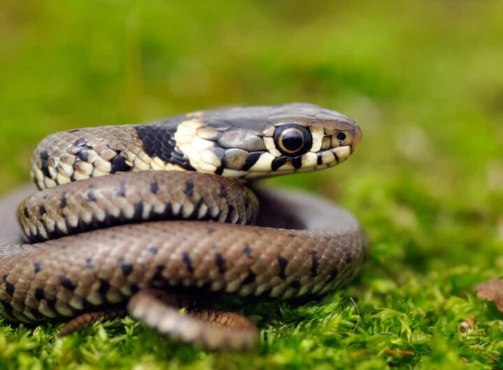 Serpenti