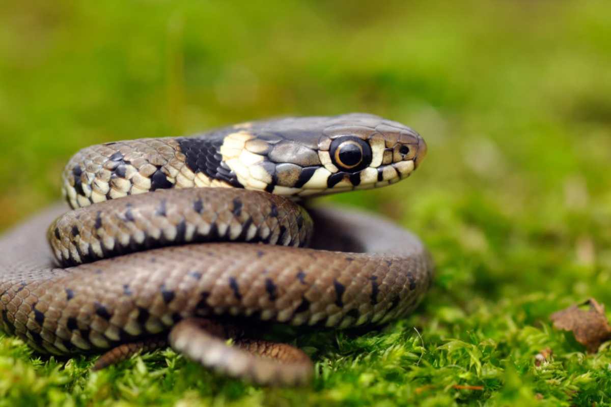 Serpenti